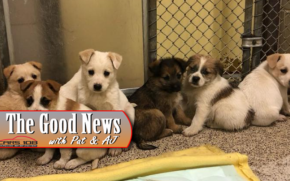 Puppies Living in Hole Rescued in Tuscola County – The Good News