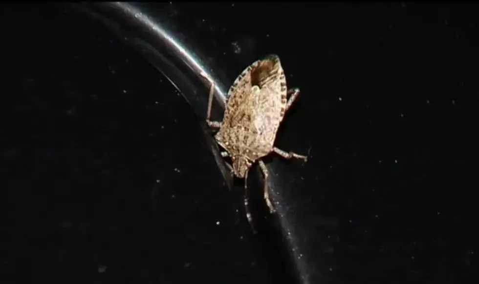Sorry, Michigan – the Polar Vortex Probably Didn’t Kill Most of the Stink Bugs