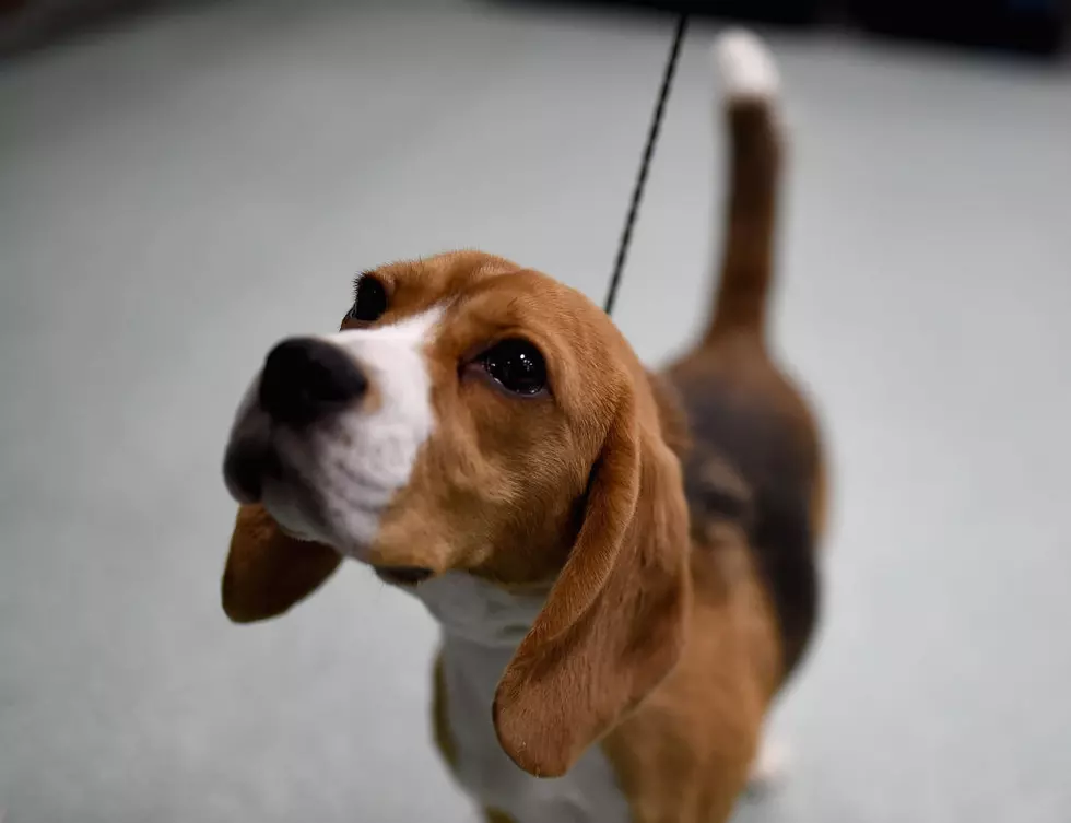Michigan Humane Society Starts Adopting Out Lab-Tested Beagles