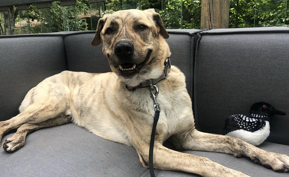 Northern Michigan Dog Missing for 8 Months Found 70 Miles Away 