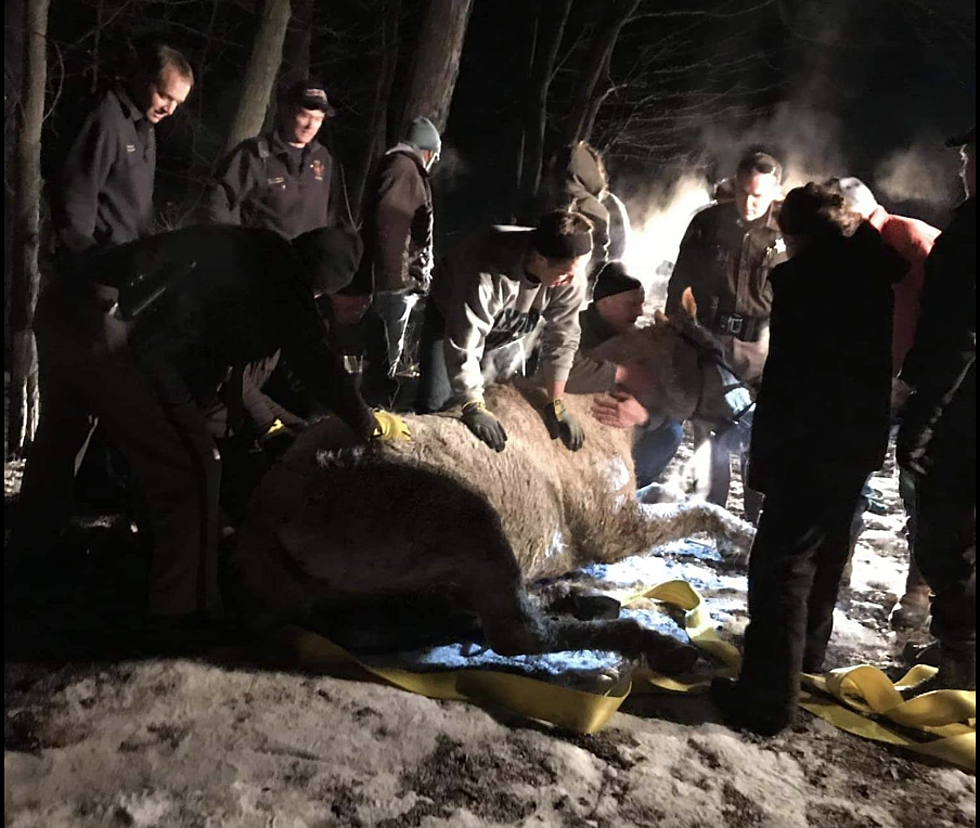 Oakland County First Responders, Neighbors Rescued a Horse in a Ditch