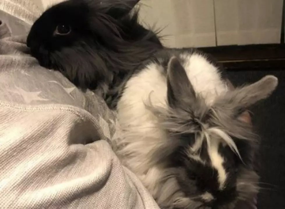 Two Beautiful Bunnies! AJ's Animals for Monday, March 25th 