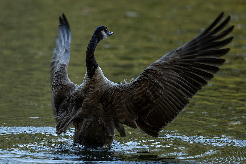 Police Warn Eastern MI University Students: Look Out for Aggressive Geese