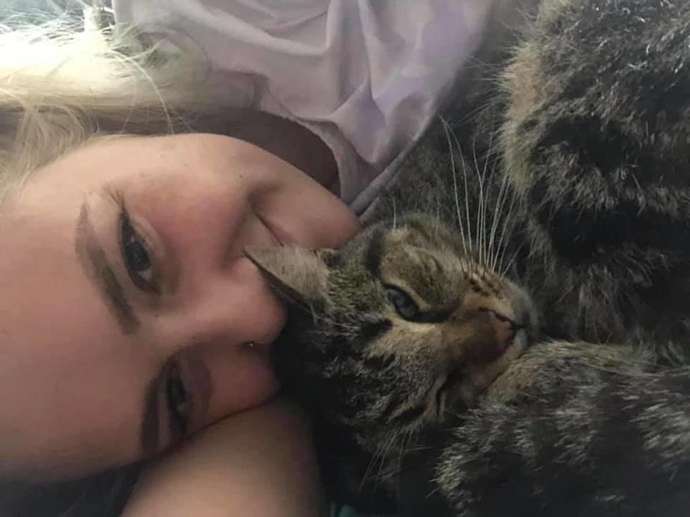 Cat Missing from Holly Reappears After Almost Four Months