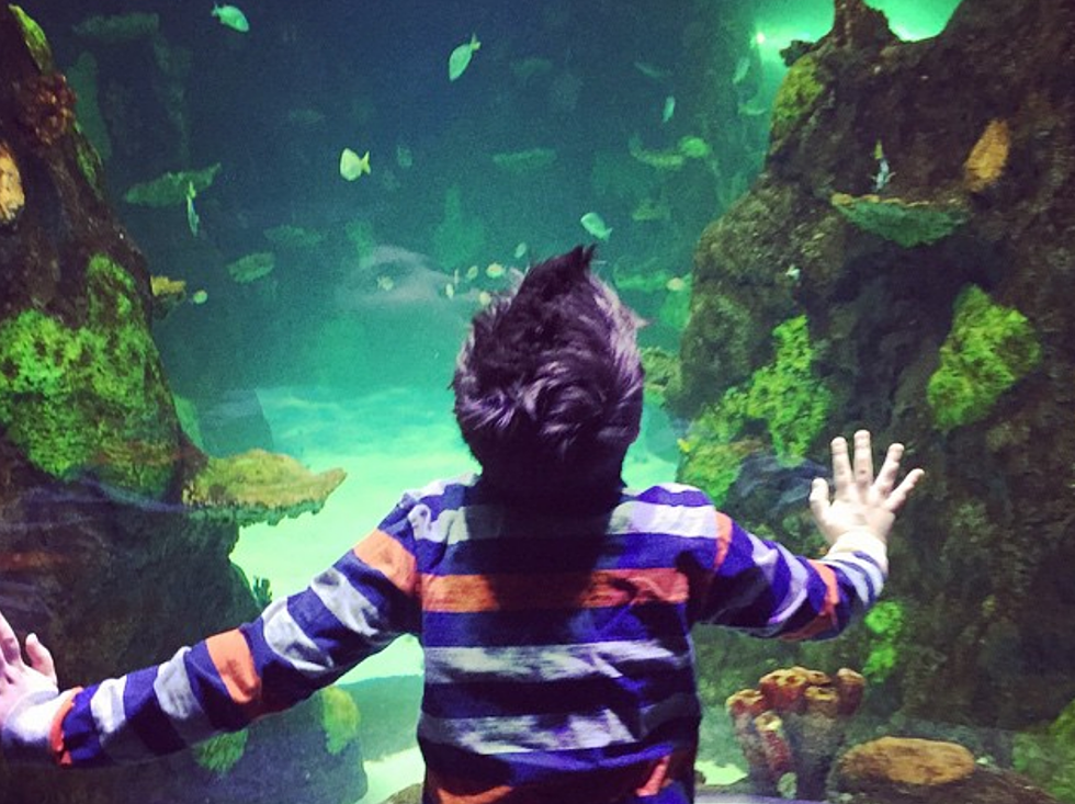 Free Admission for Teachers at SEA Life Aquarium in Auburn Hills