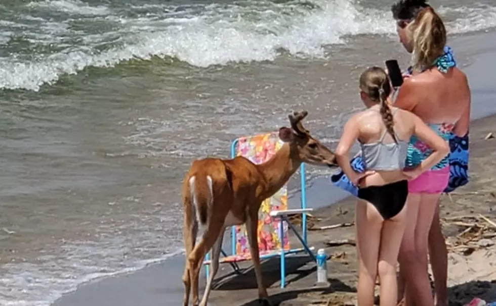 A Deer Spent the Day at a Michigan Beach This Weekend [VIDEO]