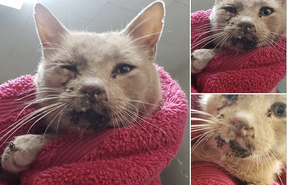 Grand Blanc Rescue Looking for Donations for Cat Injured by Firew