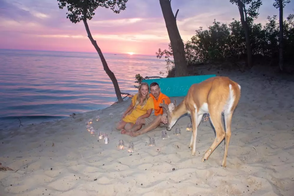 The Saugatuck Deer Photobombed a Michigan Couple's Proposal 