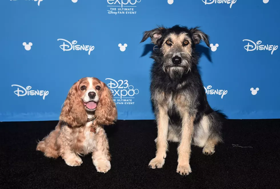 Disney’s ‘Lady and the Tramp’ Star is a 2-year-old Rescue Dog