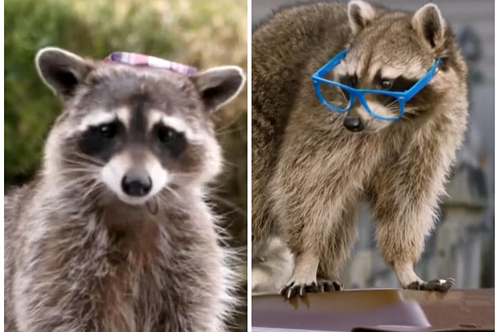 Raccoons Ready to School Michiganders in &#8216;Know it Before You Throw It&#8217; Spots [VIDEO]
