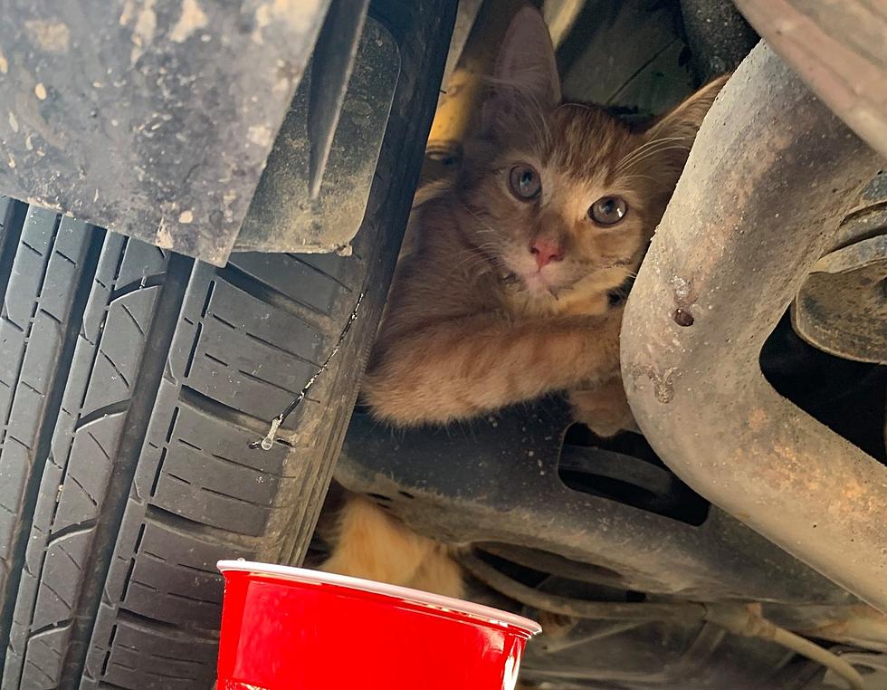 Flint Township Police Rescue Kitten Stuck in Wheel