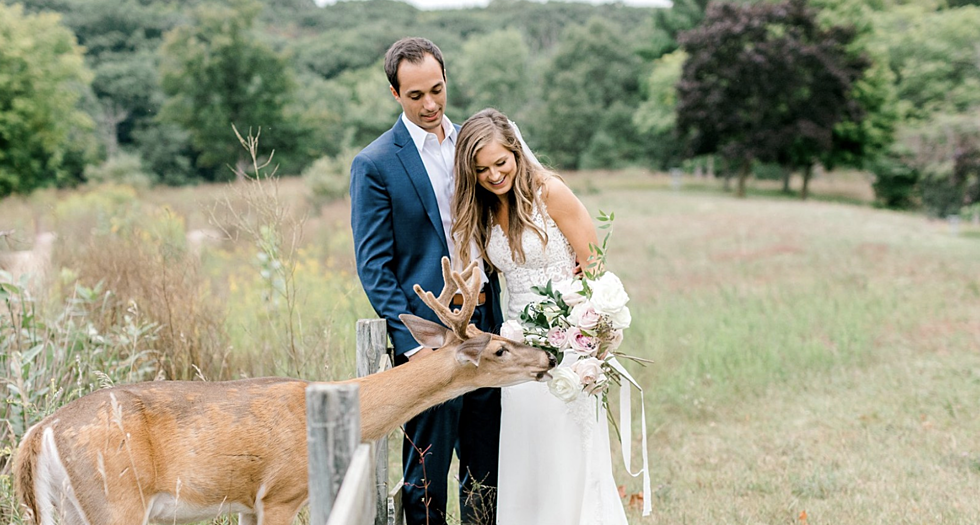 The Saugatuck Deer is Back, Eating a Michigan Bride's Bouquet