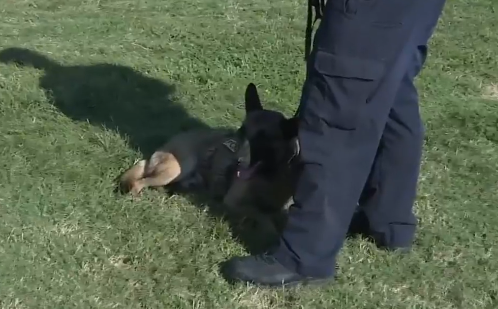 Flint Police Department Welcomes Two New K-9 Officers – The Good News