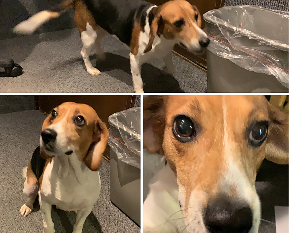 Abby the Adorable Beagle! AJ's Animals for Tuesday, September 3rd