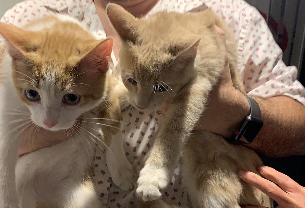 Tommy & Buffy – Twin Kitties! AJ’s Animals for Monday, September 30th