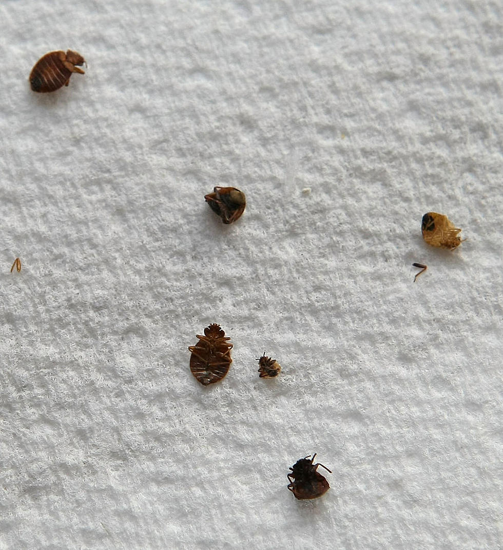 Bed Bugs Are a Problem in These Michigan Cities