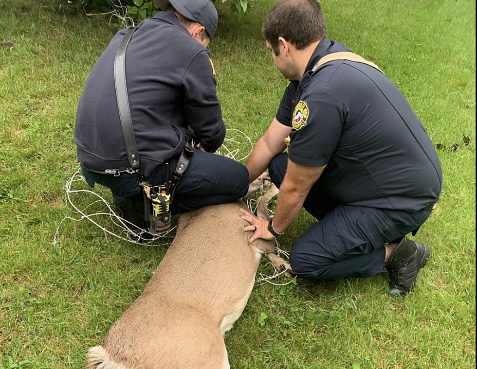 Grand Rapids Firefighters Save Deer Stuck in Fence – The Good News