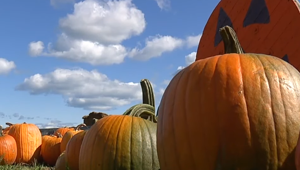 350 Pumpkins Were Stolen from a Michigan Orchard