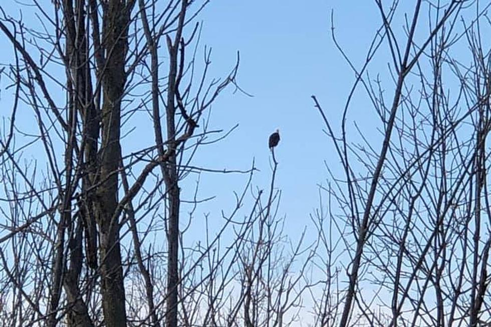 Bald is Beautiful – Bald Eagle Spotted in In Davison is Majestic [PHOTOS]