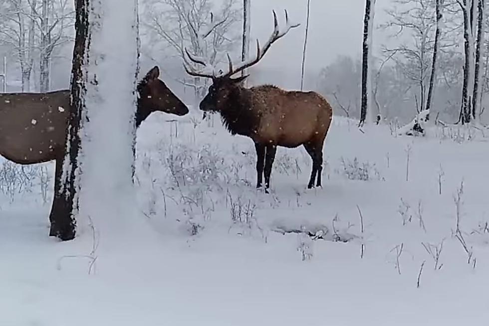 Watch Northern Michigan Elk Enjoying the First Major Snowfall of the Season [VIDEO]