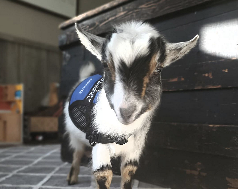 Popular Michigan Therapy Goat Passes Away During Surgery