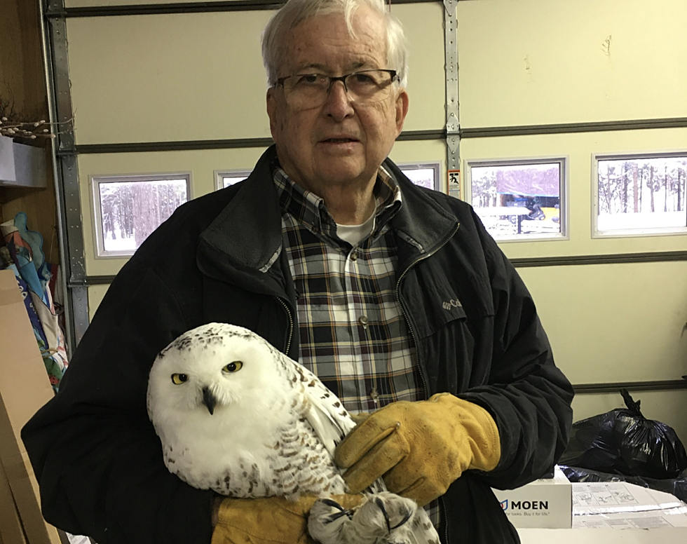 Starving Snowy Owl Rescued by Vet in Northern Michigan