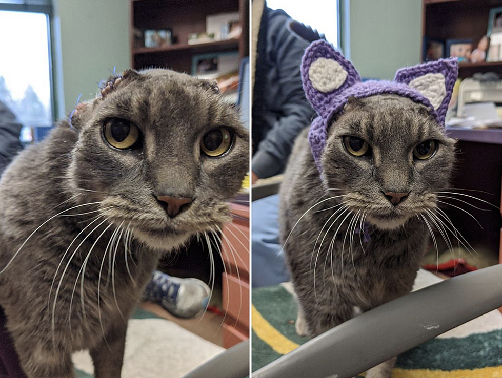 Shelter Volunteer Knits Headband for Cat with No Ears – The Good News