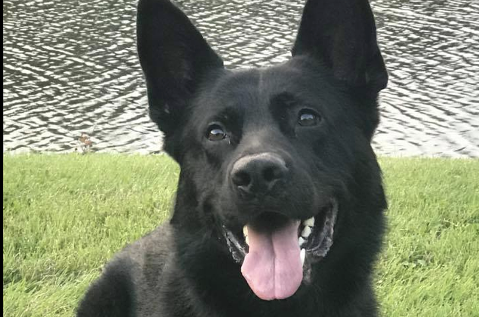Saginaw PD Selling T-Shirts for Injured Police K9 'Deebo"