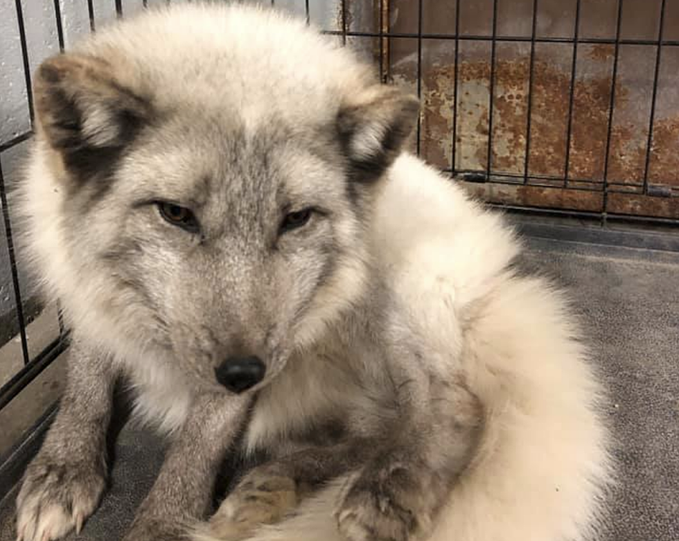 South Lyon PD Find 'Injured Dog' That Was Actually an Arctic Fox