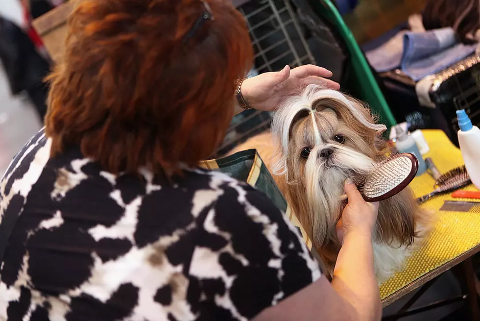 10 Pictures of Dogs Whose Owners Cut Their Hair in Quarantine