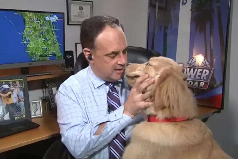 Dogs Interrupting TV Weather is the Bright Spot in This Pandemic [VIDEOS]