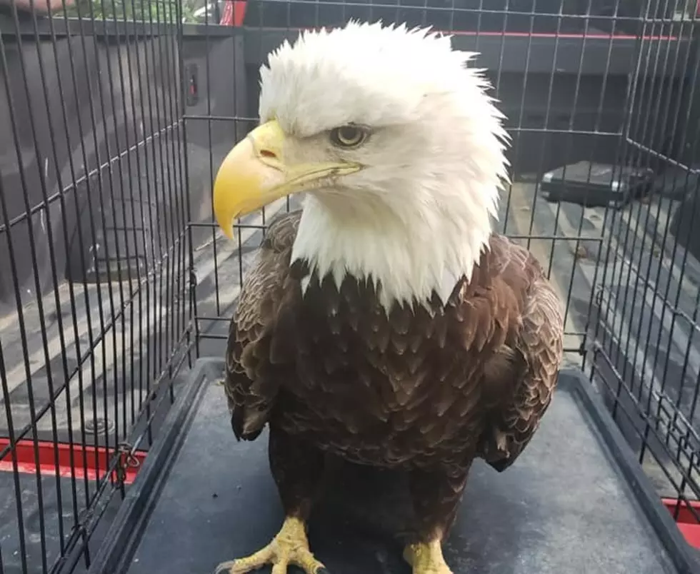 Eagle Rescued in Michigan After Flying Into Semi - The Good News