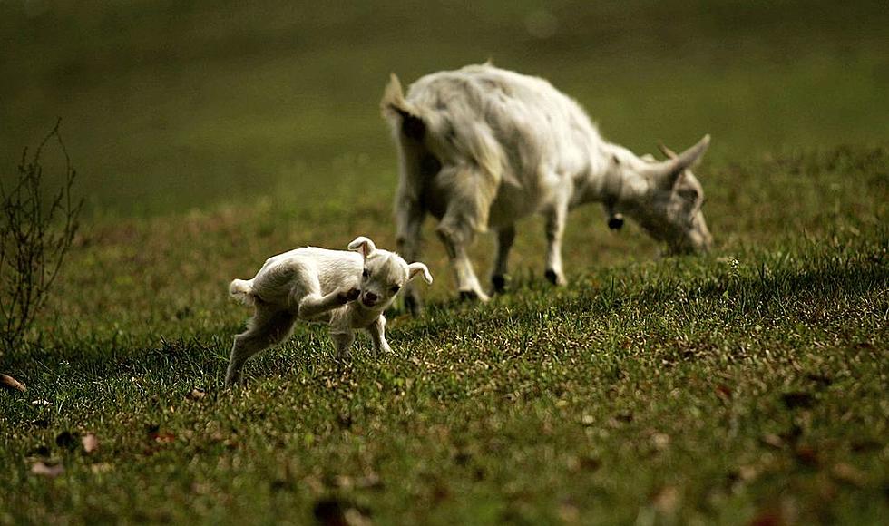 Six Baby Goats Were Stolen from a Michigan Petting Farm