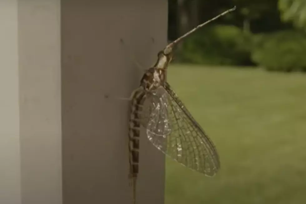 COVID Fishflies are (Not Really) Michigan’s Next Big Nightmare [VIDEO]