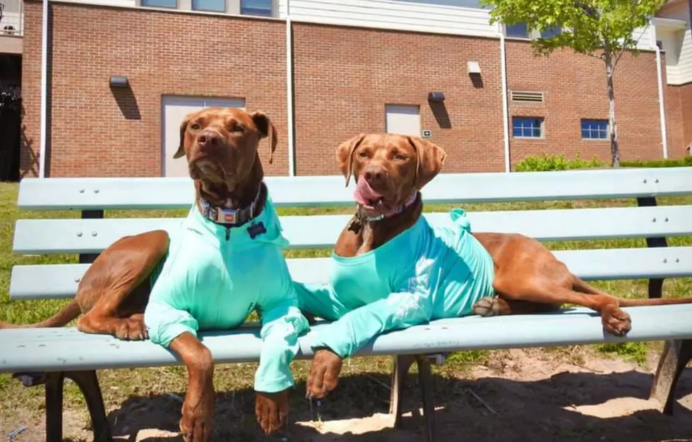 Dog Brothers in the UP Take Over Coast Guard’s Instagram Page