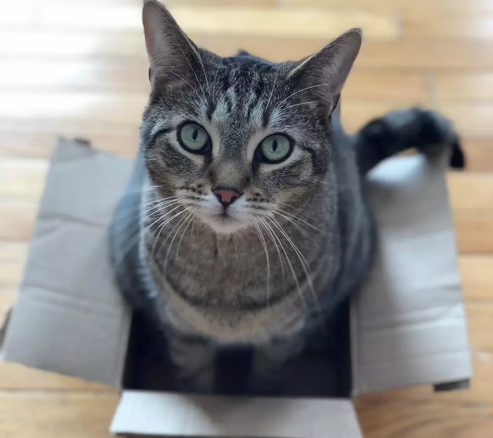 Amazon Now Using Boxes That Can Be Made Into Cat Condos, Forts