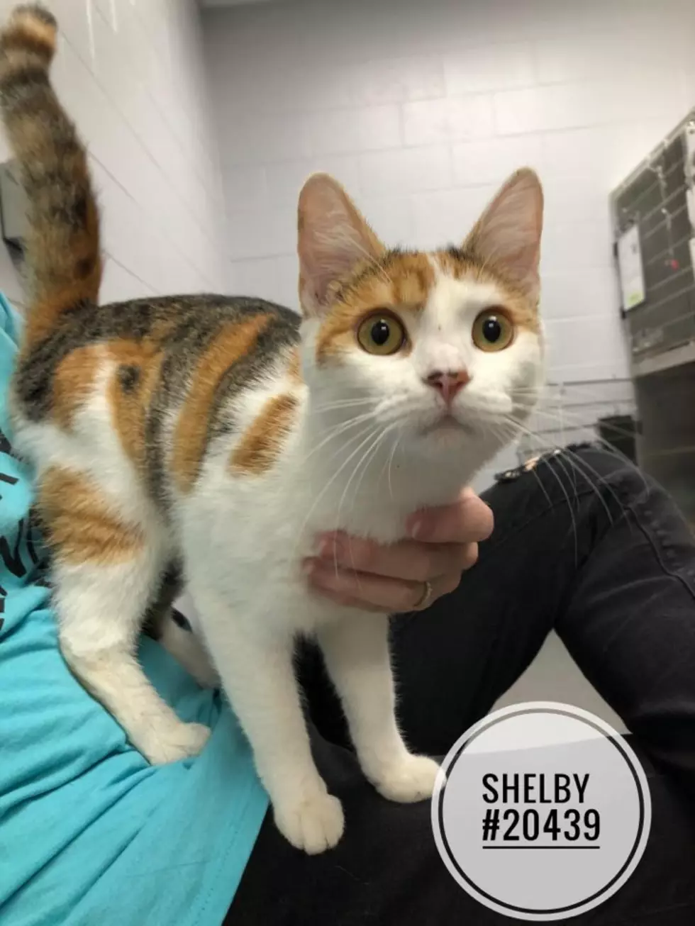 Meet Sweet Shelby at Genesee County Animal Control