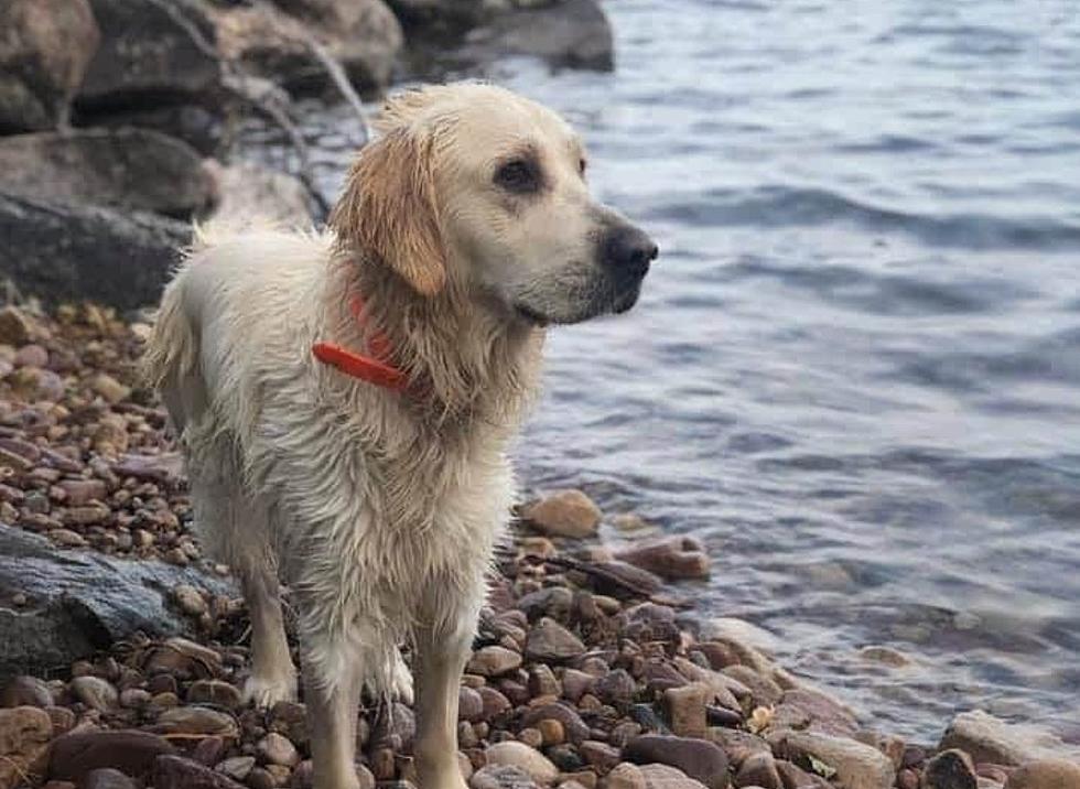 Michigan Family Offering $500 Reward for Dog Lost in the UP