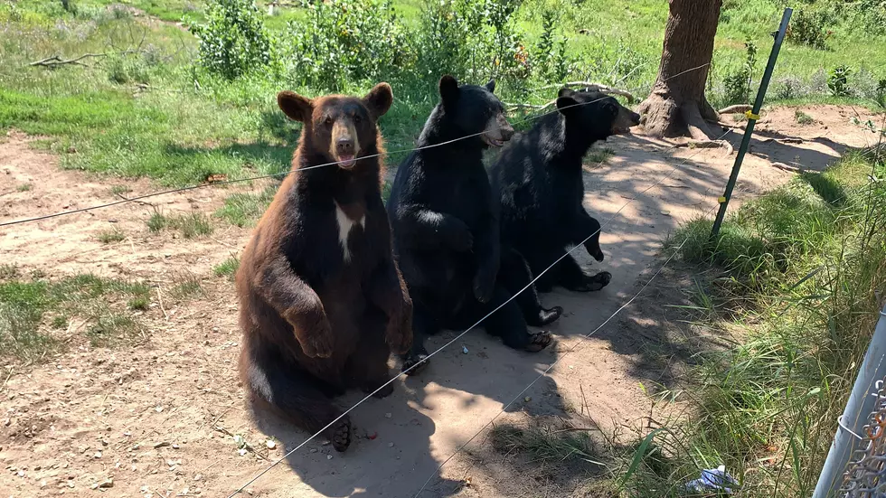 The Biggest Bear Ranch in the Country is in Michigan's UP