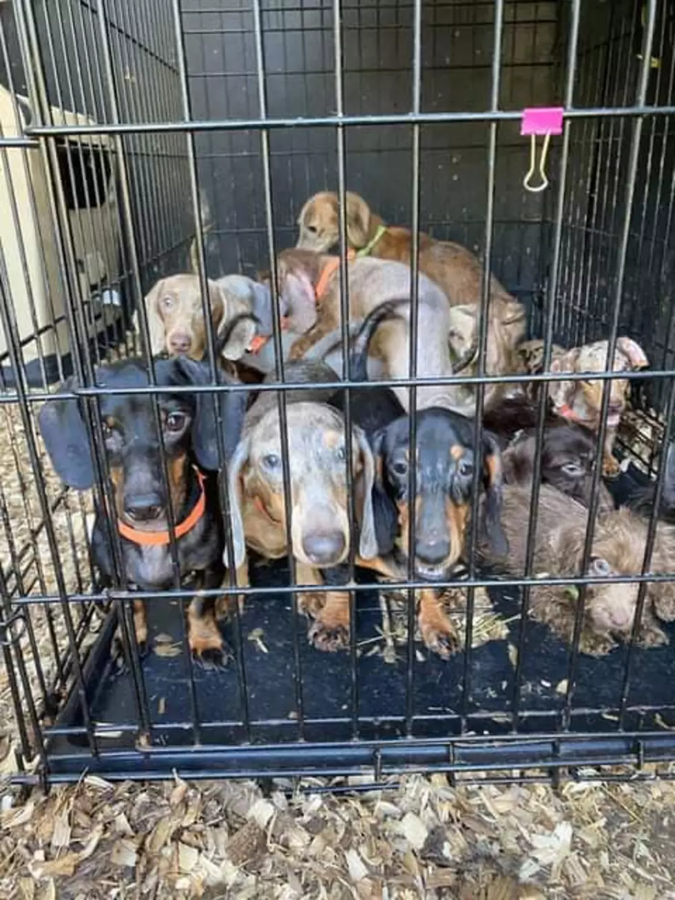 Michigan Dachsund Rescue Warns of Puppy Mills, Bad Breeders