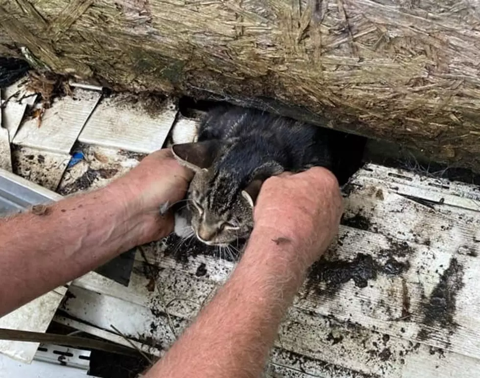 Genesee County Animal Control Officer Rescues Trapped Cat 