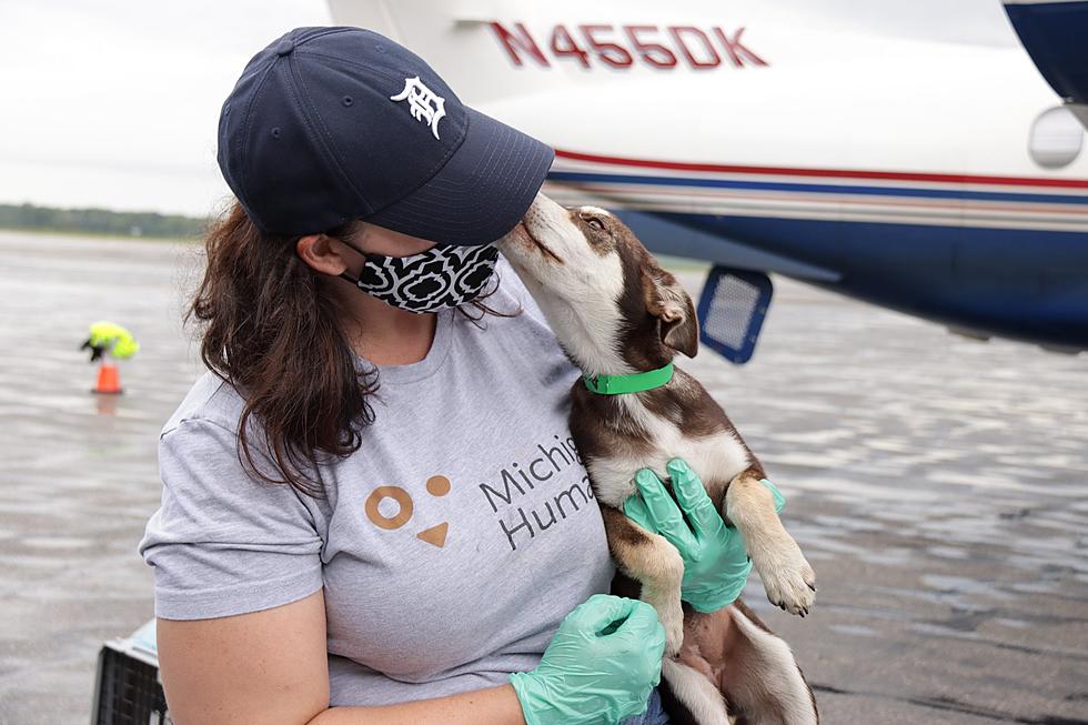 34 Dogs Rescued from Hurricane Brought to Michigan