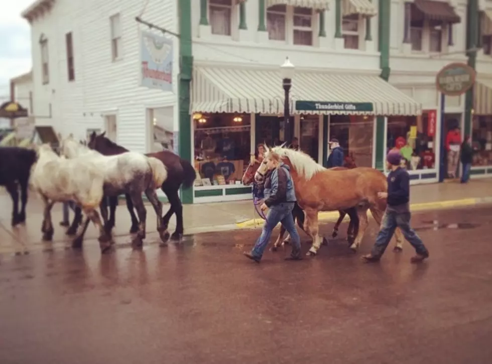 Until Next Year: Mackinac Horses Leave the Island for Winter Vacation
