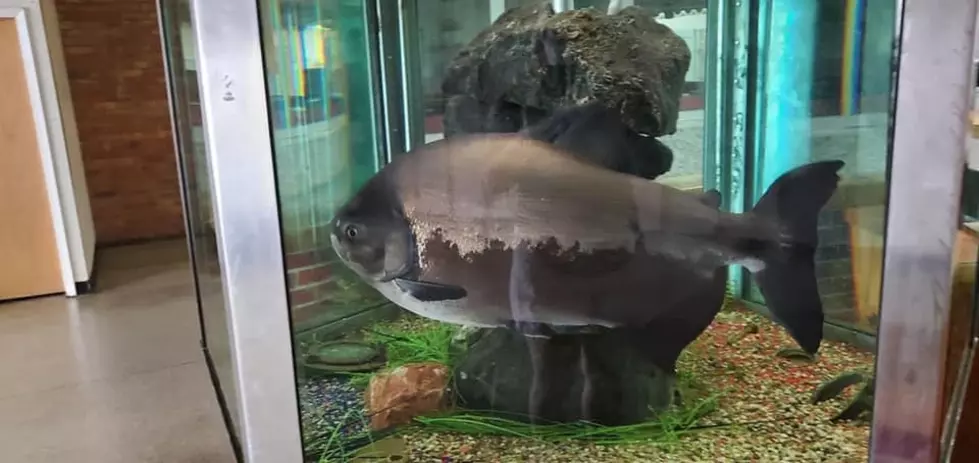 The Famous Dort Mall Fish Is Going to a New Aquarium in Ohio