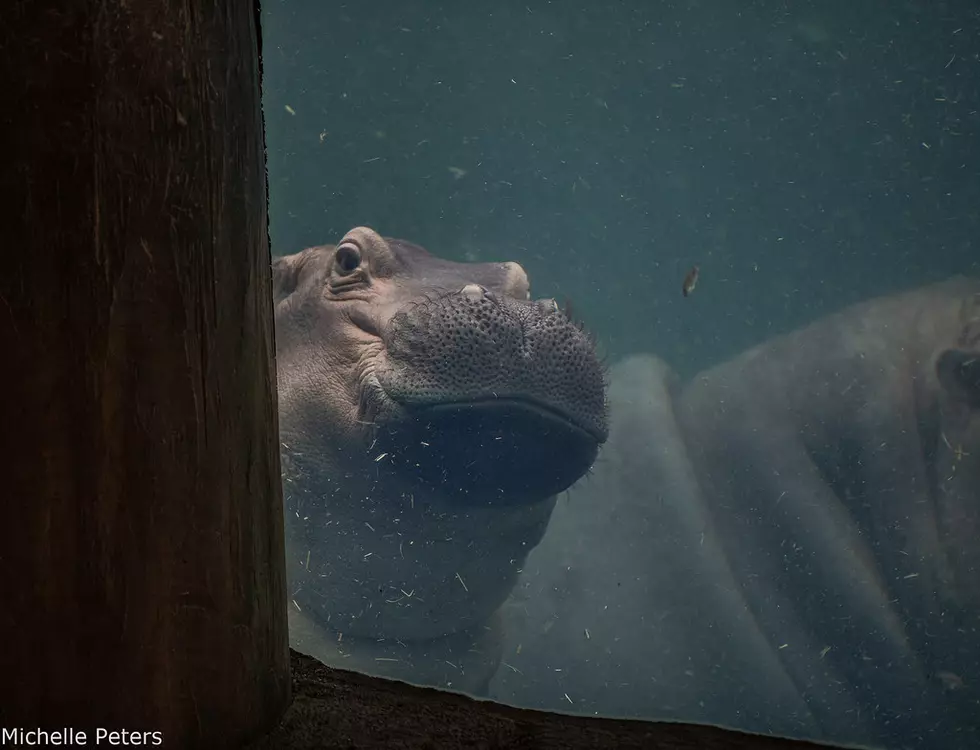 Need a Christmas Gift? Fiona the Hippo Is On Cameo