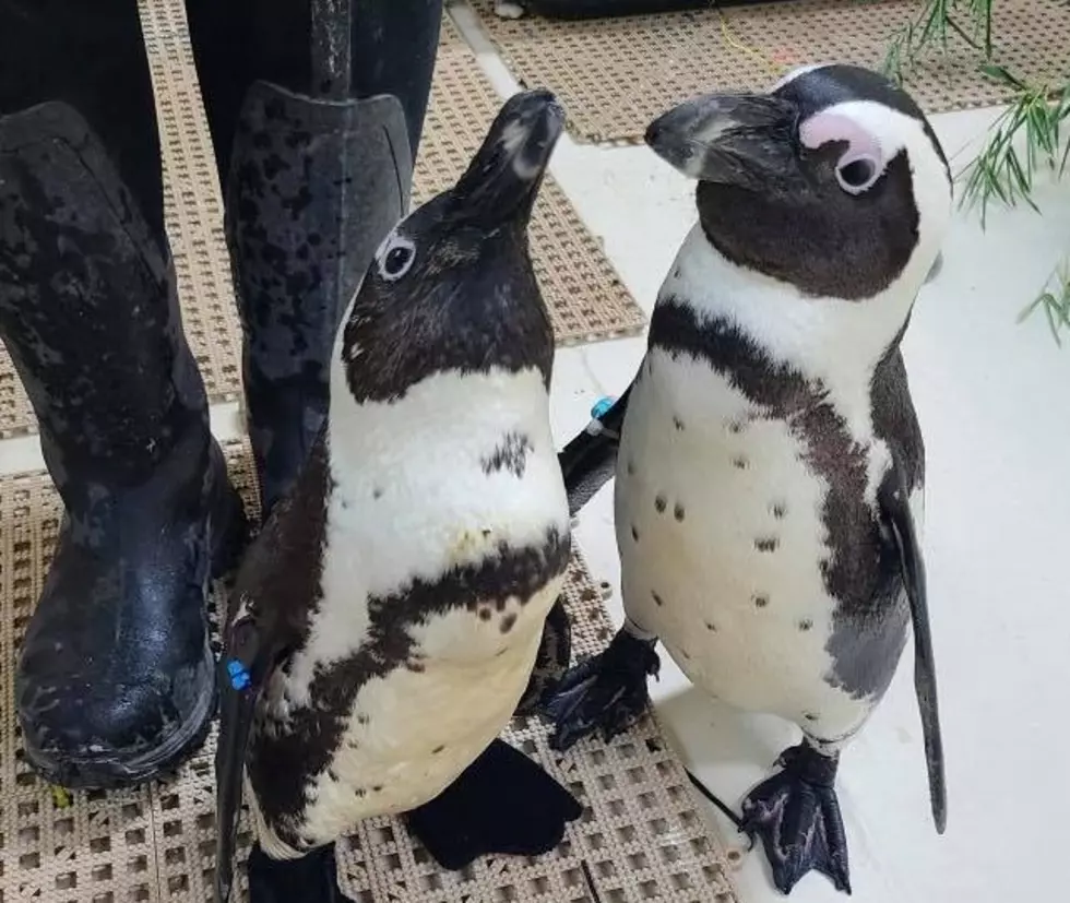 Vet Orders Booties for Penguins at the Saginaw Children’s Zoo
