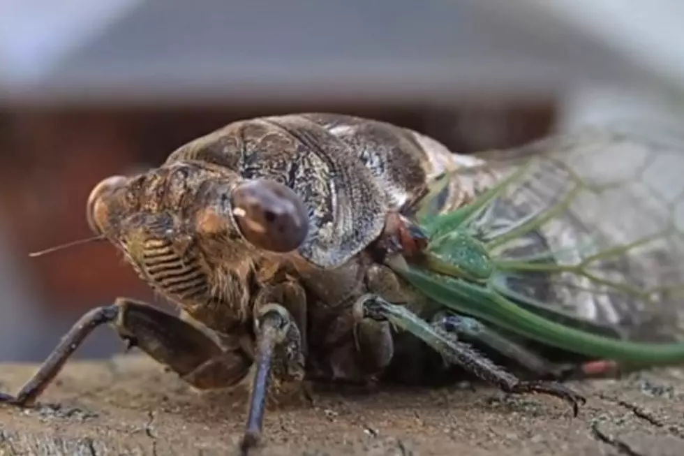 Experts:  Michigan Should Prepare for Brood X Cicadas This Year