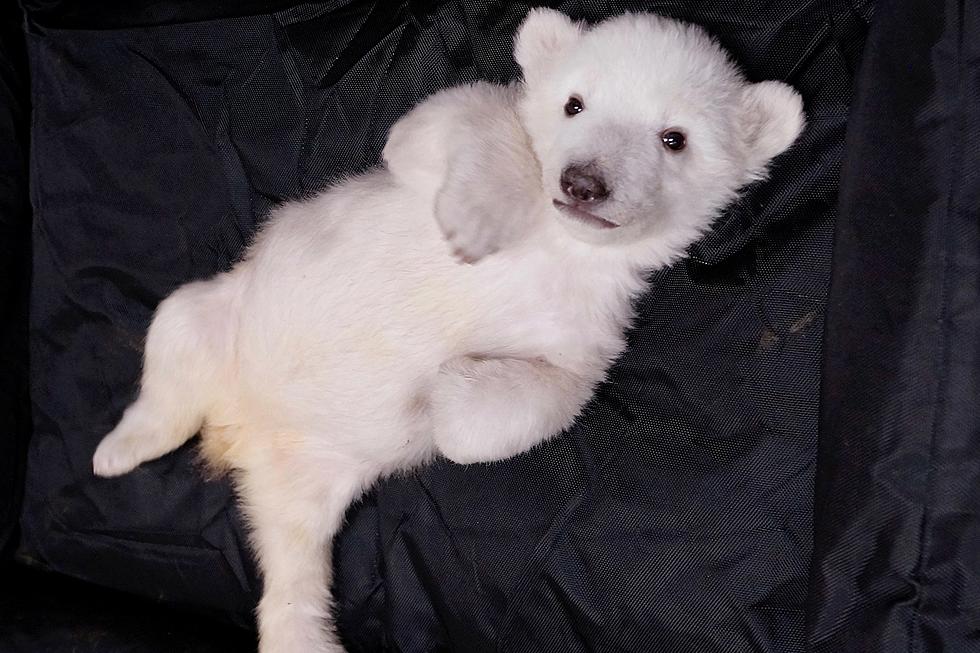 Twin Polar Bear Cubs Born at the Detroit Zoo