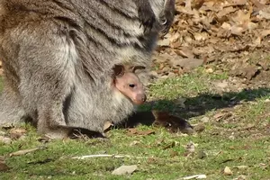 First Baby Wallaby Born in 10 Years at Detroit Zoo Makes Debut