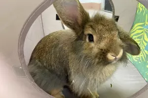 Floppy Ears and All, Jimmy the Bunny is Looking for His New Home